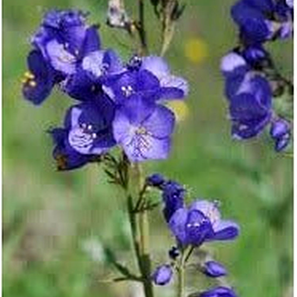 Heirloom Jacob's Flower Seeds Non-GMO for Garden Planting Shade-Loving Woodland Blooms [neera-v5-63bf8fab6faad3901994]