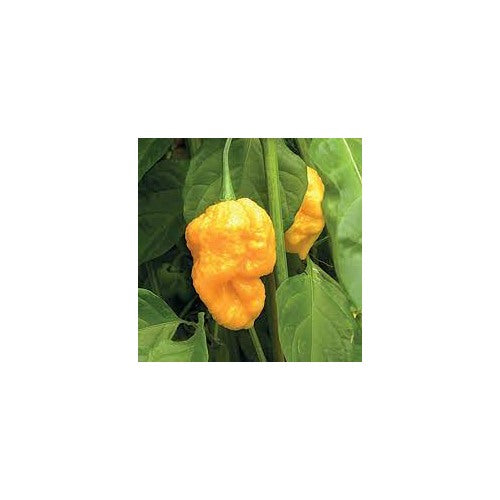 Trinidad Pepper Vegetable Seeds for Planting [neera-v5-63c53871171b2b7b8477]