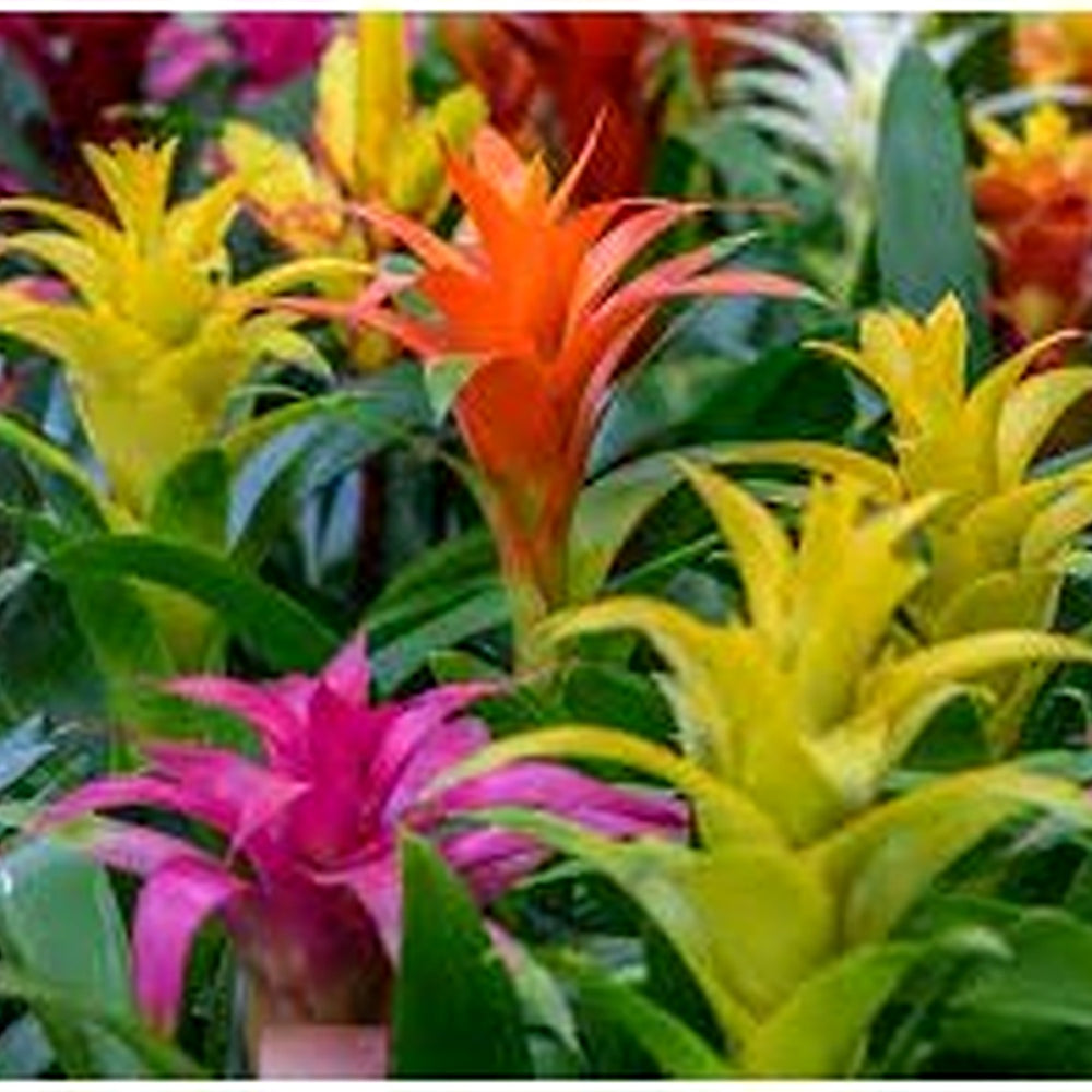 Mixed Bromeliad Tillandsia Plant Seeds for Planting [neera-v5-63cf39f94acef7bc5f15]