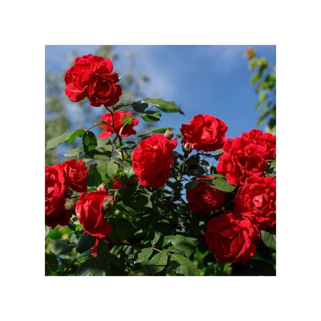 Red Climbing Rose Rosa Chinensis Flower For Planting China Variety In Backyard Garden Flower Seeds [neera-v5-63d084a0a29b62d533ac]