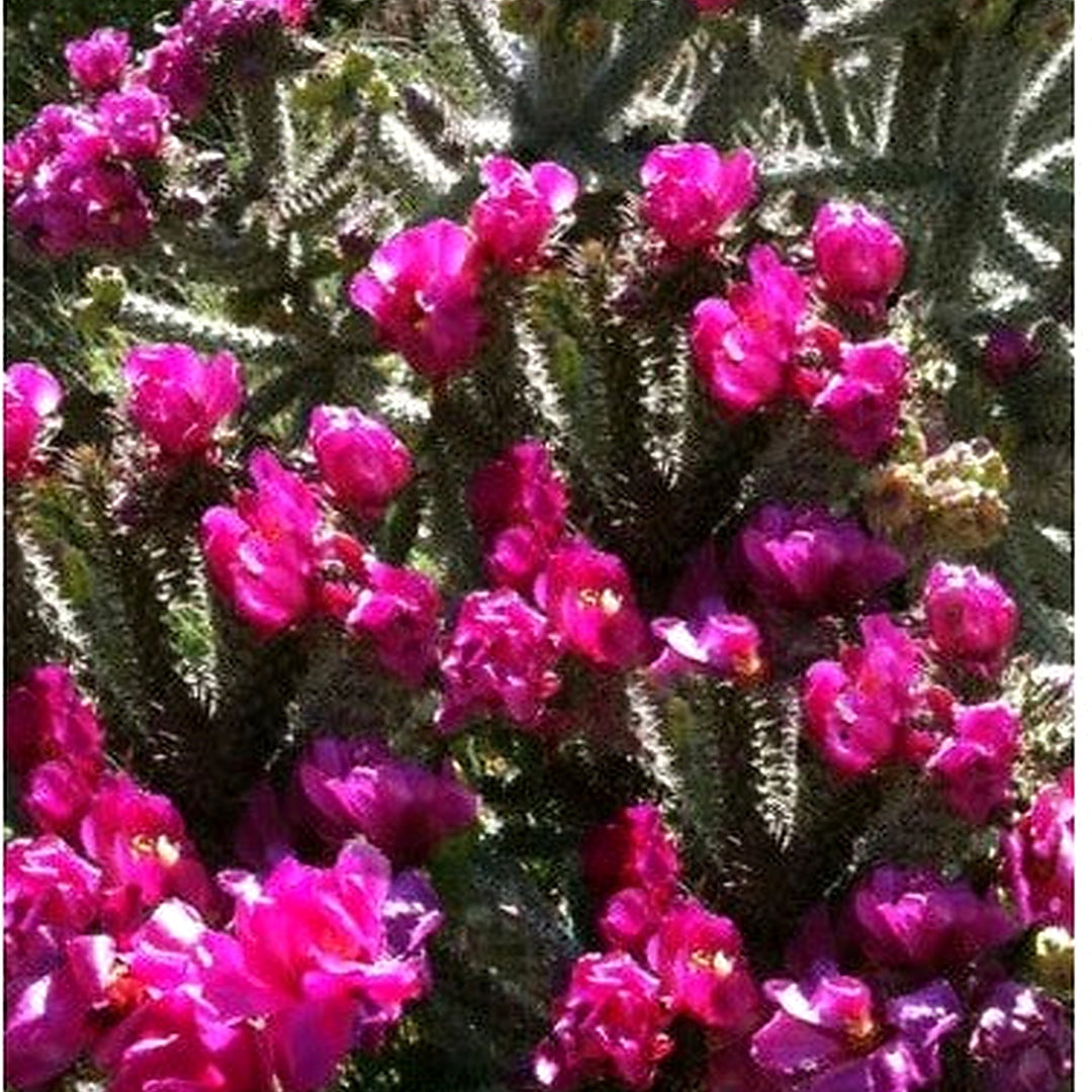 Purple Opuntia Winter Hardy Shrub Cactus Beautiful Dark Blossoms Heirloom Non Gmo Flower Seeds [neera-v5-63dc457ceb46d9d0b59a]