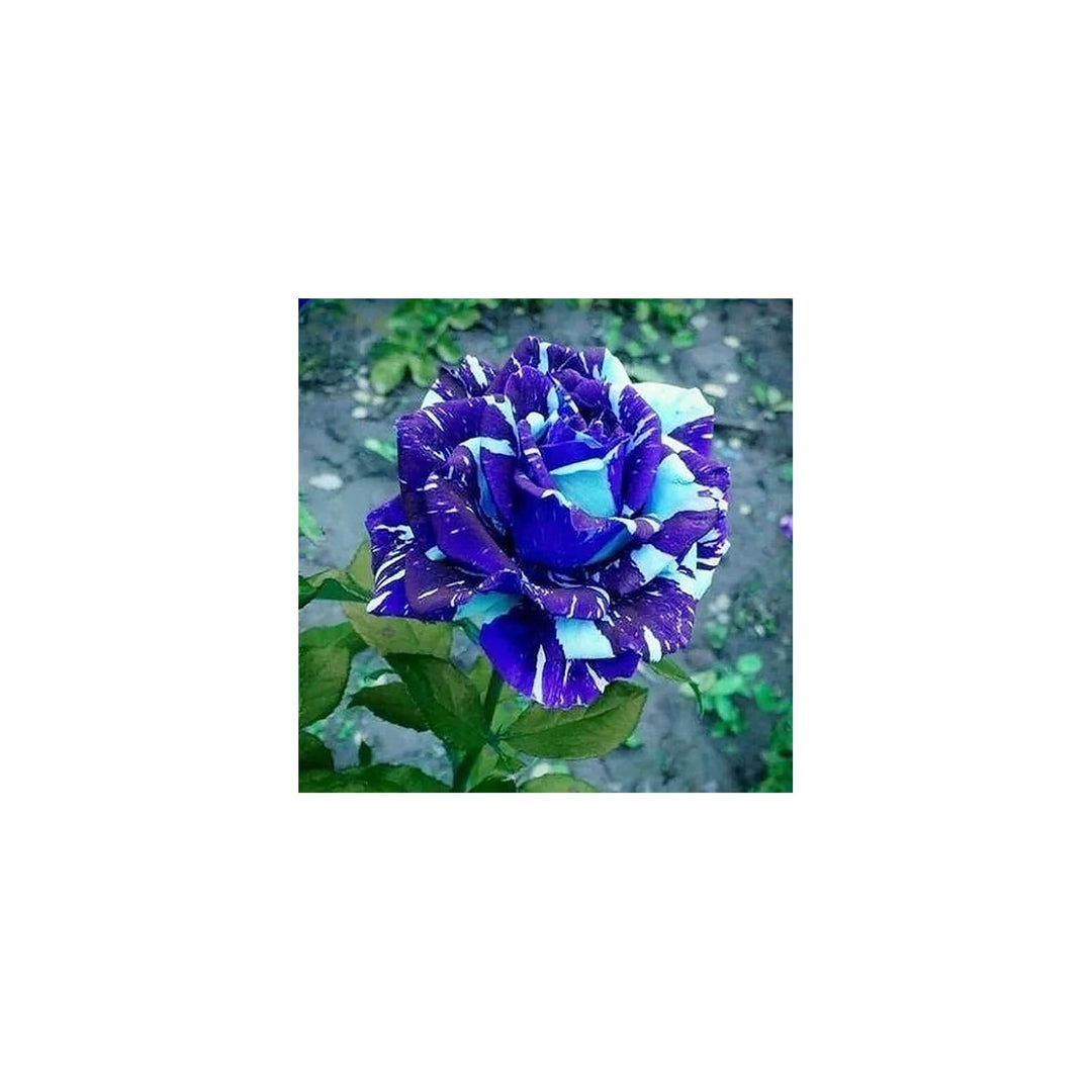 Blue Rose Rosa Hybrida Dragon Flower For Planting In Vertical Garden Or Home Flower Beds Flower [neera-v5-63e2d6e2df0dabf729dd]