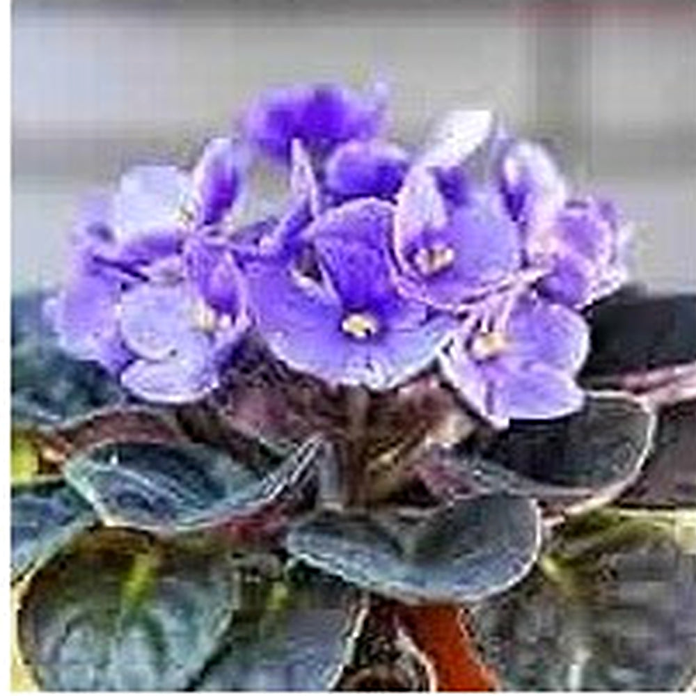 African Violet Delosperma Flower Seeds for Planting [neera-v5-63e6ef4f3e4840e4c3c9]