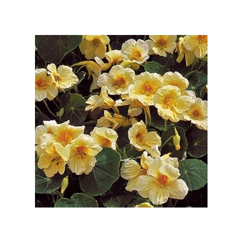 Heirloom Light Yellow Nasturtium Flower Seeds [neera-v5-63f18626386a6f14497b]