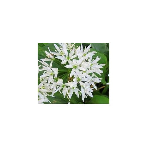 Ramsons (Wild Garlic) Flower Seeds [neera-v5-63f86888bfbed478dceb]