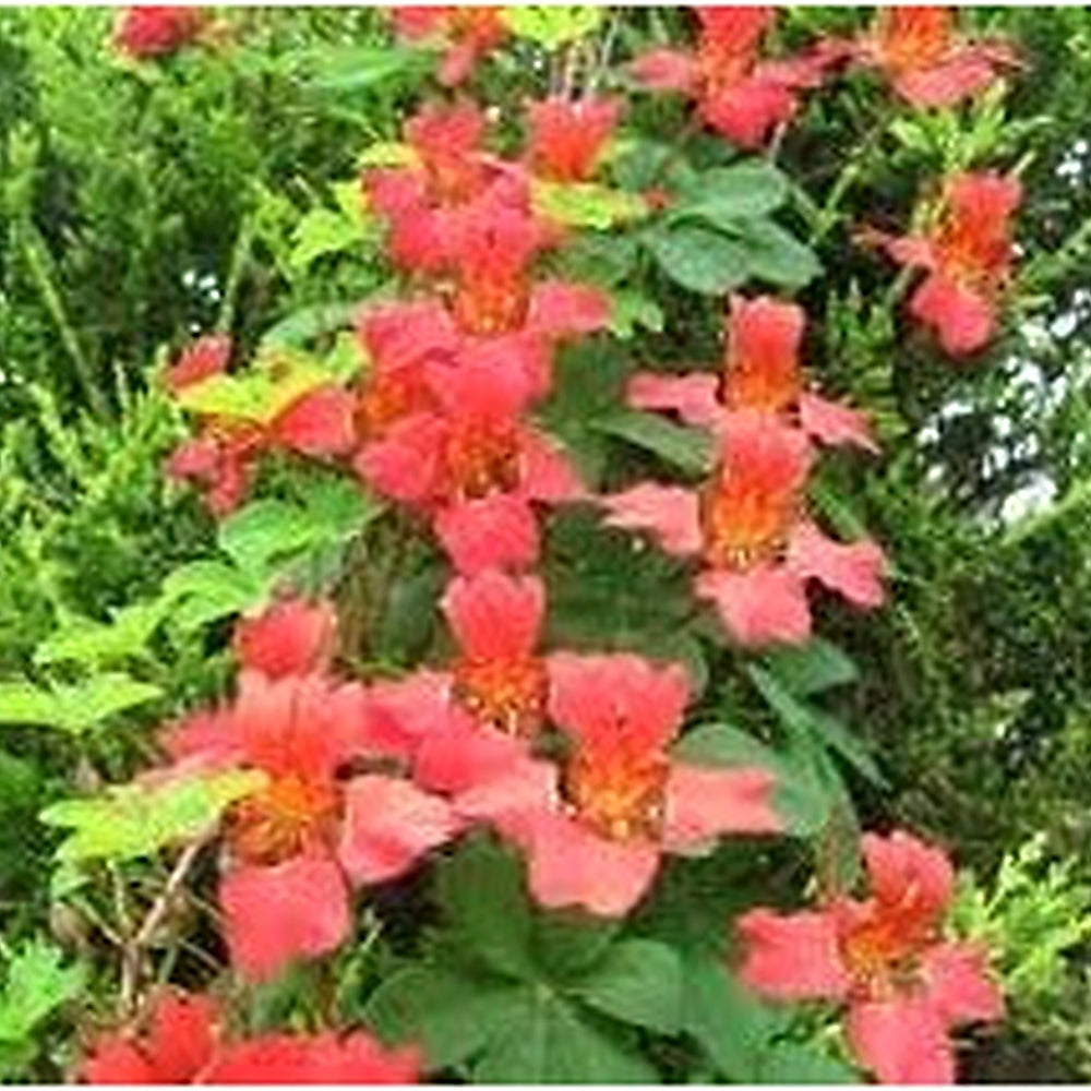 Heirloom Scottish Flame Flower Seeds for Planting [neera-v5-63ffead016108a330a7c]