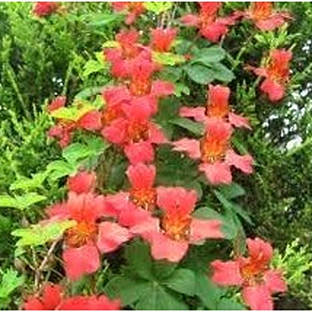 Heirloom Scottish Flame Flower Seeds for Planting [neera-v5-63ffead016108a330a7c]