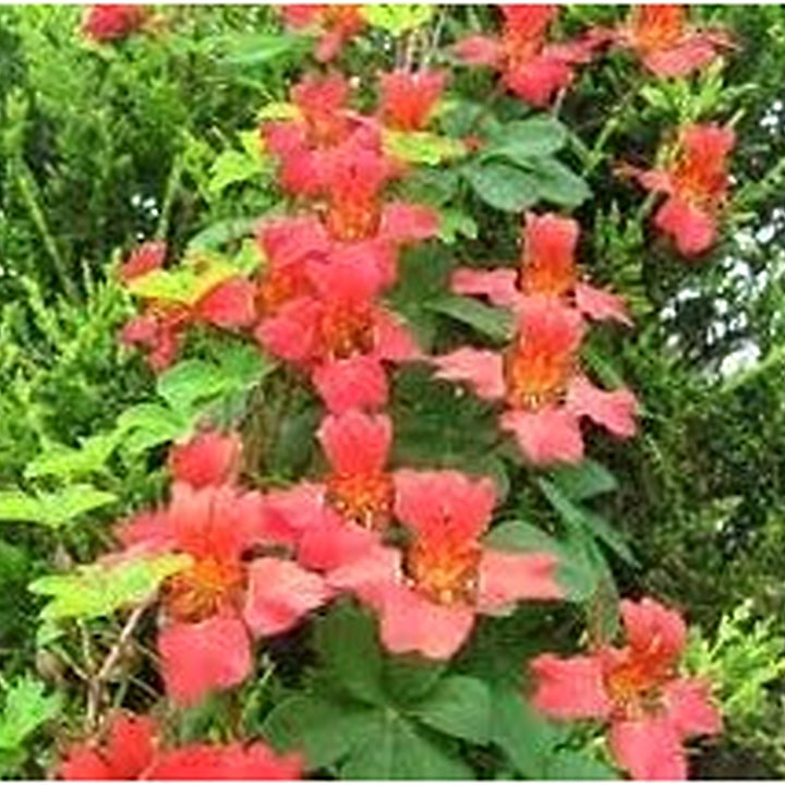 Heirloom Scottish Flame Flower Seeds for Planting [neera-v5-63ffead016108a330a7c]