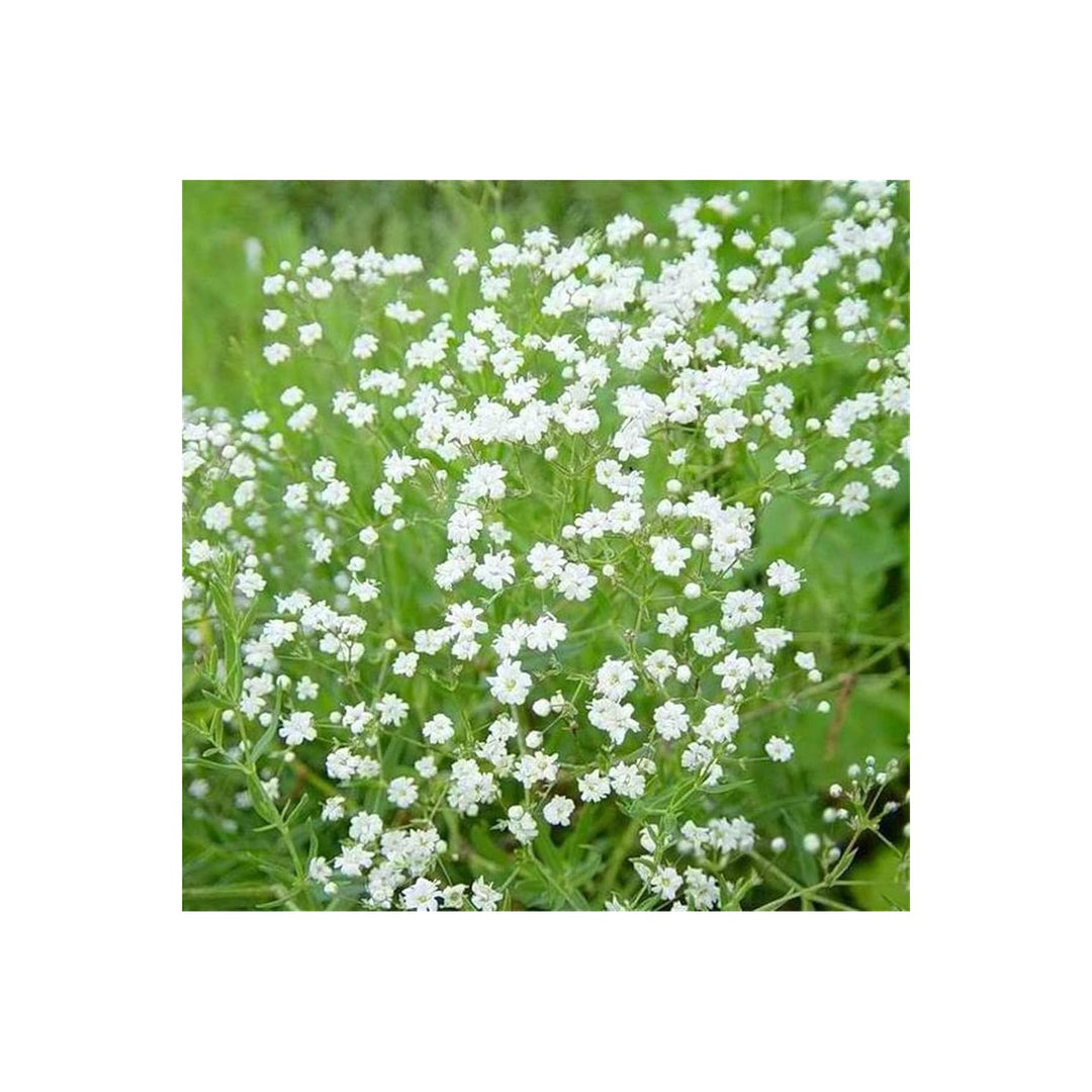 White Gypsophila Snowflake Organic Heirloom Non Gmo For Planting Flower Seeds for Home Garden [neera-v5-6413afed1dfc46f5658b]