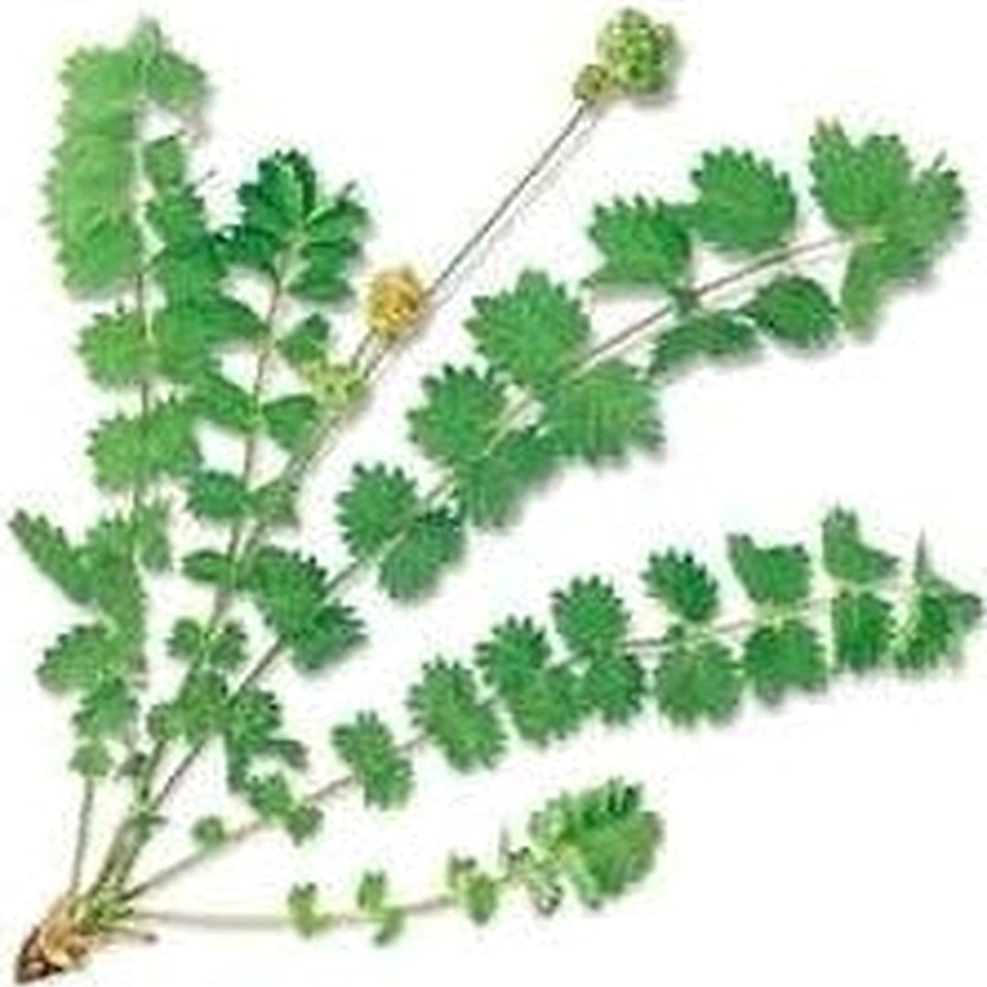 Green Burnet Plant Seeds for Planting [neera-v5-6416c12b584d2869e416]