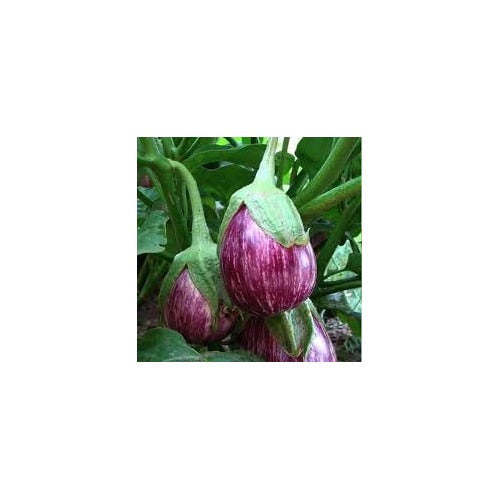 Eggplant vegetable seeds heirloom & Non-GMO Seeds [neera-v5-6417153617dd0cd6e1f6]