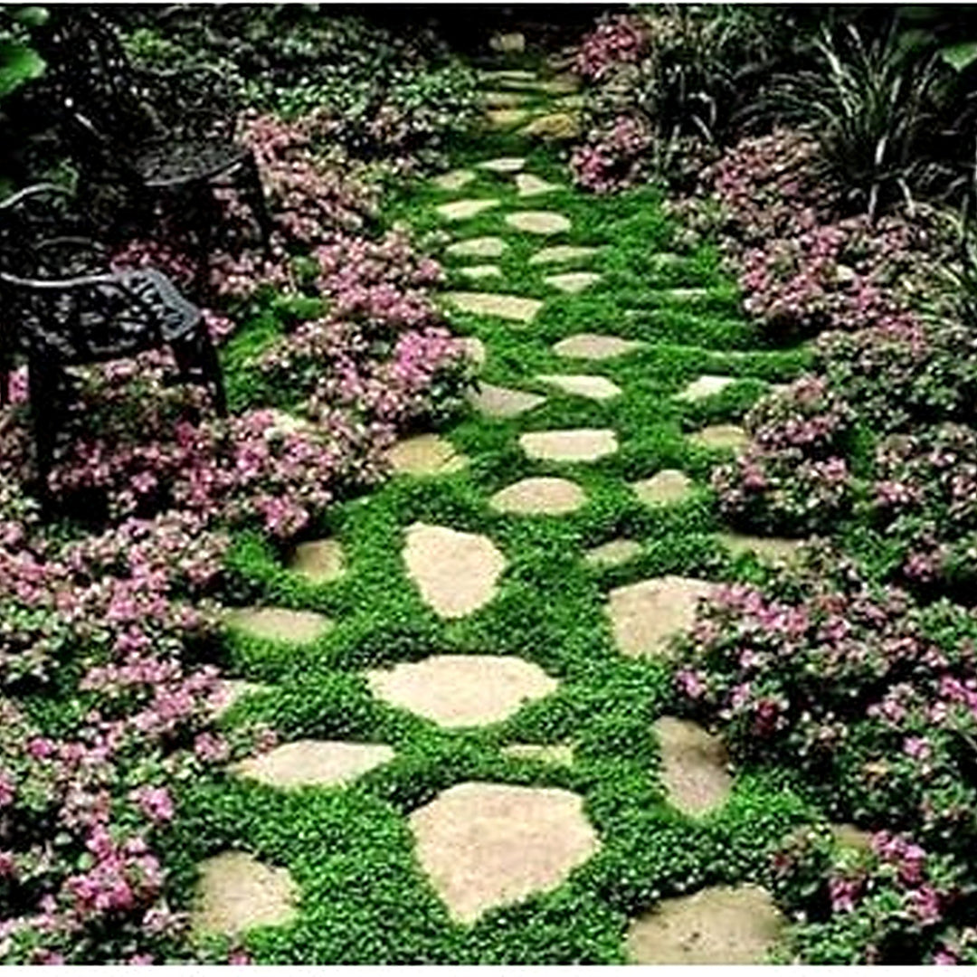 Heirloom Non-GMO Pink Dichondra Repens Plant Seeds For Planting Ornamental Ground Cover High Germination Organic Garden Seeds [neera-v5-641ecc1bd8eb77c95f49]