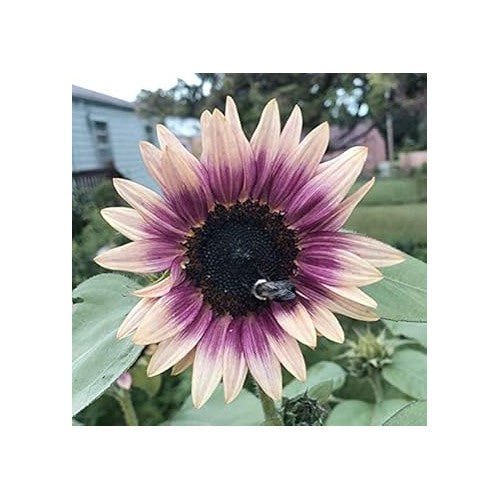 Cream Violet Sunflower For Planting Unique Bicolor Blooms Garden Ready Non Gmo Flower Seeds for [neera-v5-643b5ac7167114905656]