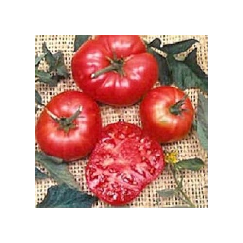Red Tomato Seeds for Planting [neera-v5-64455d06827201442914]