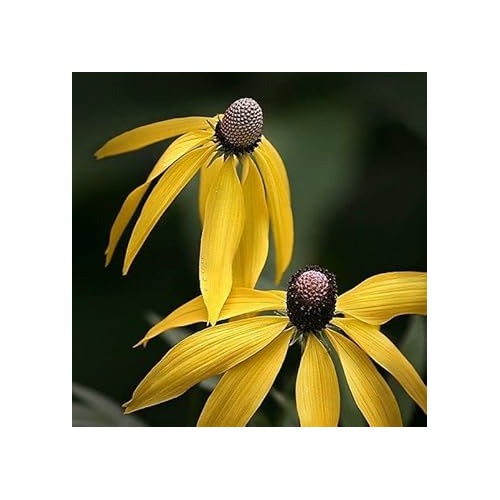 Yellow Coneflower Seeds for Planting [neera-v5-64489ba34e141ea1a067]