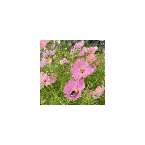 Cosmos Apricotta Flower Seeds for Planting [neera-v5-6453d47e3120f8ea0981]