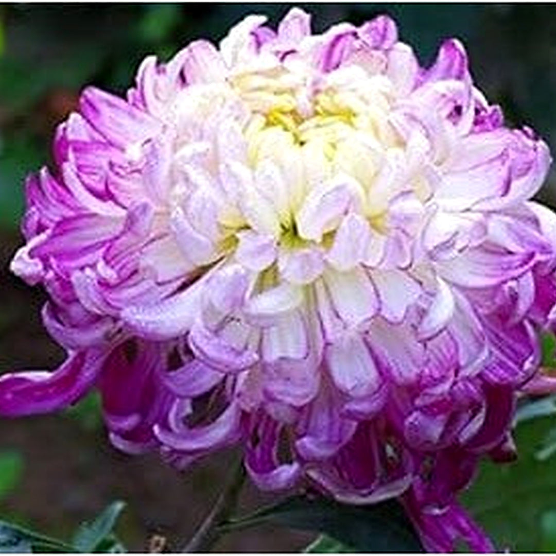 White Violet Organic Heirloom Non Gmo Chrysanthemum For Planting Mix Blooms Flower Seeds for Home [neera-v5-6455a74e1880e6d57d17]