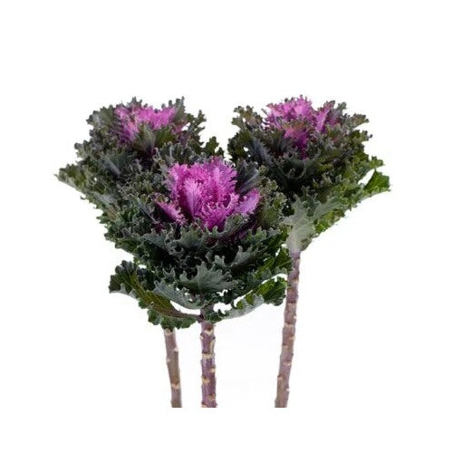 Flowering Kale Planting Flowering Kale Empire Kysia F Hybrid Heirloom Non Gmo Flower Seeds [neera-v5-645975e8aa03bc5bbbe3]