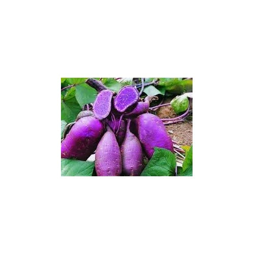 Molokai Purple Sweet Potato Vegetable Seeds for Planting [neera-v5-6461beb0e5b078d1c650]