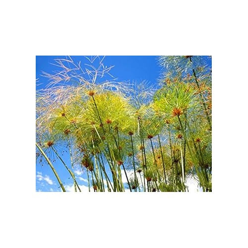 Heirloom Non-GMO Green Cyperus Papyrus Flower Seeds for Ornamental Water Garden Planting [neera-v5-6462450ffe0f1b023ef9]