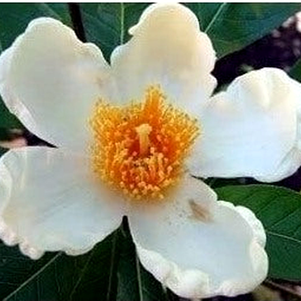 Orange White Camellia Flower Seeds [neera-v5-6464618ce1a1b7233ddd]