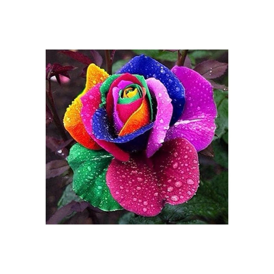Rose Rosa Hybrida Flower For Planting Holland Rainbow Variety In Backyard Garden Flower Seeds for [neera-v5-647e8f774f3ff45b9369]