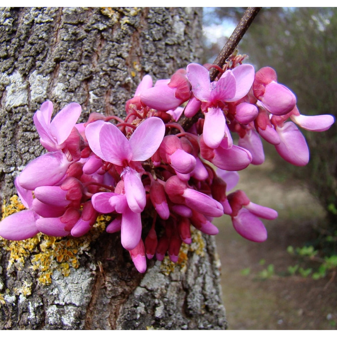 Pink Heirloom Non Gmo Cercis Siliquastrum Flower Ornamental Tree Blooms Garden Planting Flower [neera-v5-647f1aec65d80cd240fa]
