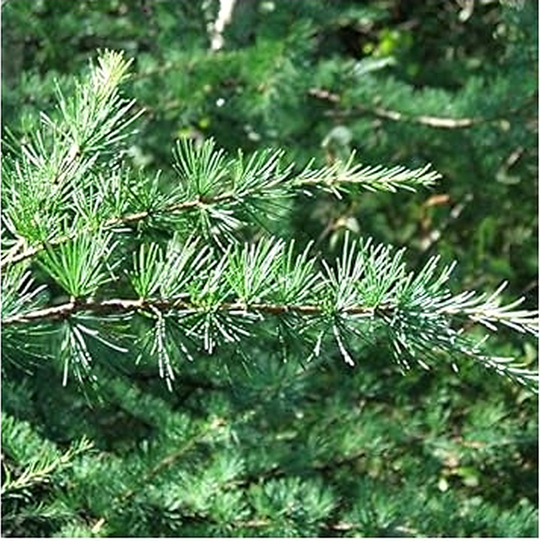 Larix Occidentalis Seeds for Planting [neera-v5-6486b49984365a9e696a]