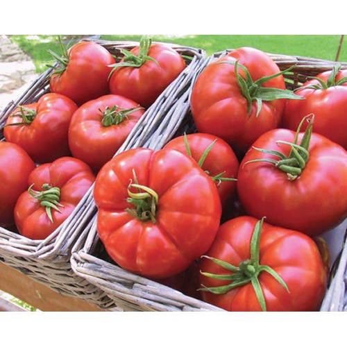 Light Red Giant Tomato Seeds for Planting [neera-v5-64879c19c88b9c49a862]