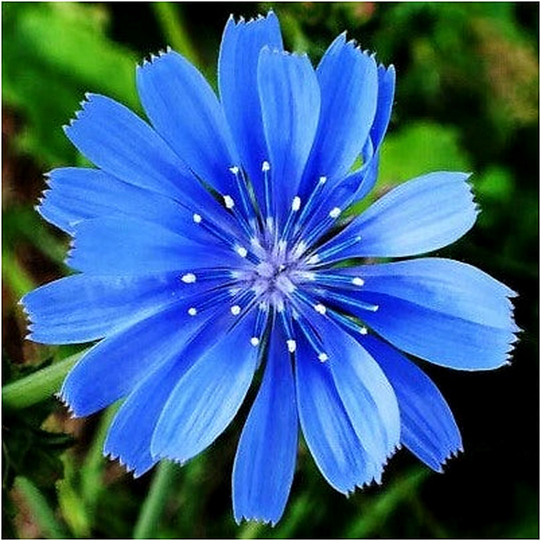 Chicory Planting Non Gmo Flower Planting Store Heirloom Drought Tolerant Perennial Flower [neera-v5-6489d087bd639ceffba6]