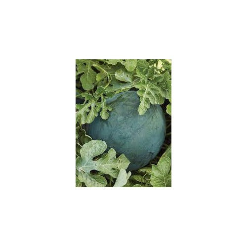 Bush Sugar Baby Watermelon Fruit Seeds for Planting [neera-v5-648ab7b23d8d5b7d03ef]