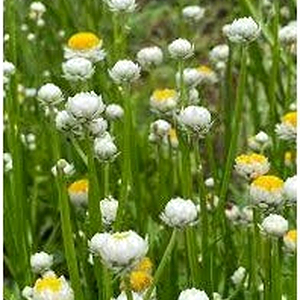 Winged Everlasting (Ammobium alatum) Flower Seeds for Planting [neera-v5-648fd30e8ae1c6bfff74]