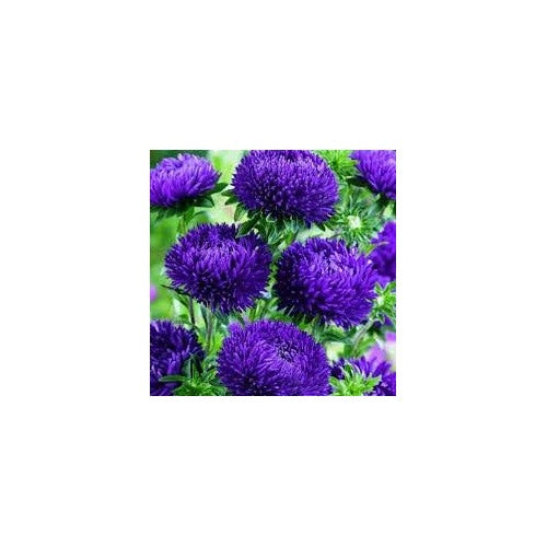Dark Violet Callistephus Aster Seeds [neera-v5-6499f198d532e679fb56]