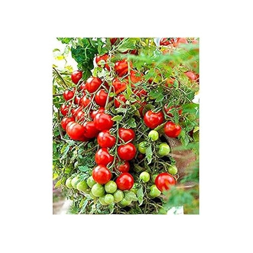 Red Tomato Seeds for Planting [neera-v5-649c67db27bc826ffaf0]
