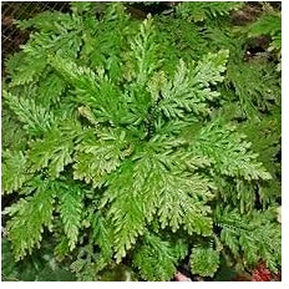 Selaginella Plant Seeds for Planting [neera-v5-64aa04595a6b172bab64]