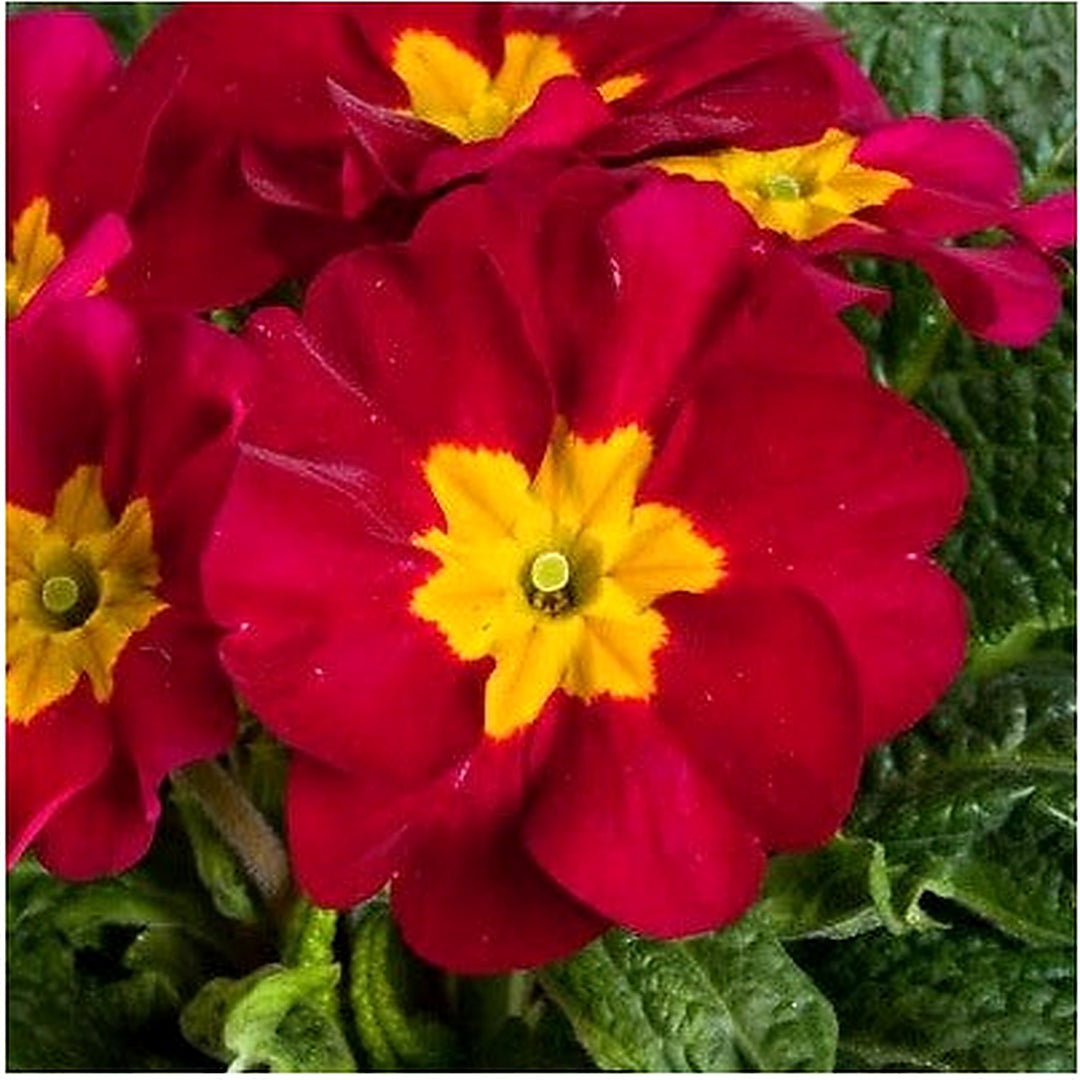 Red Primula Planting Primrose Planting Primula Danova Wine Bicolor Flower Heirloom Non Gmo [neera-v5-64b6dc8b4fe4fb344cdc]