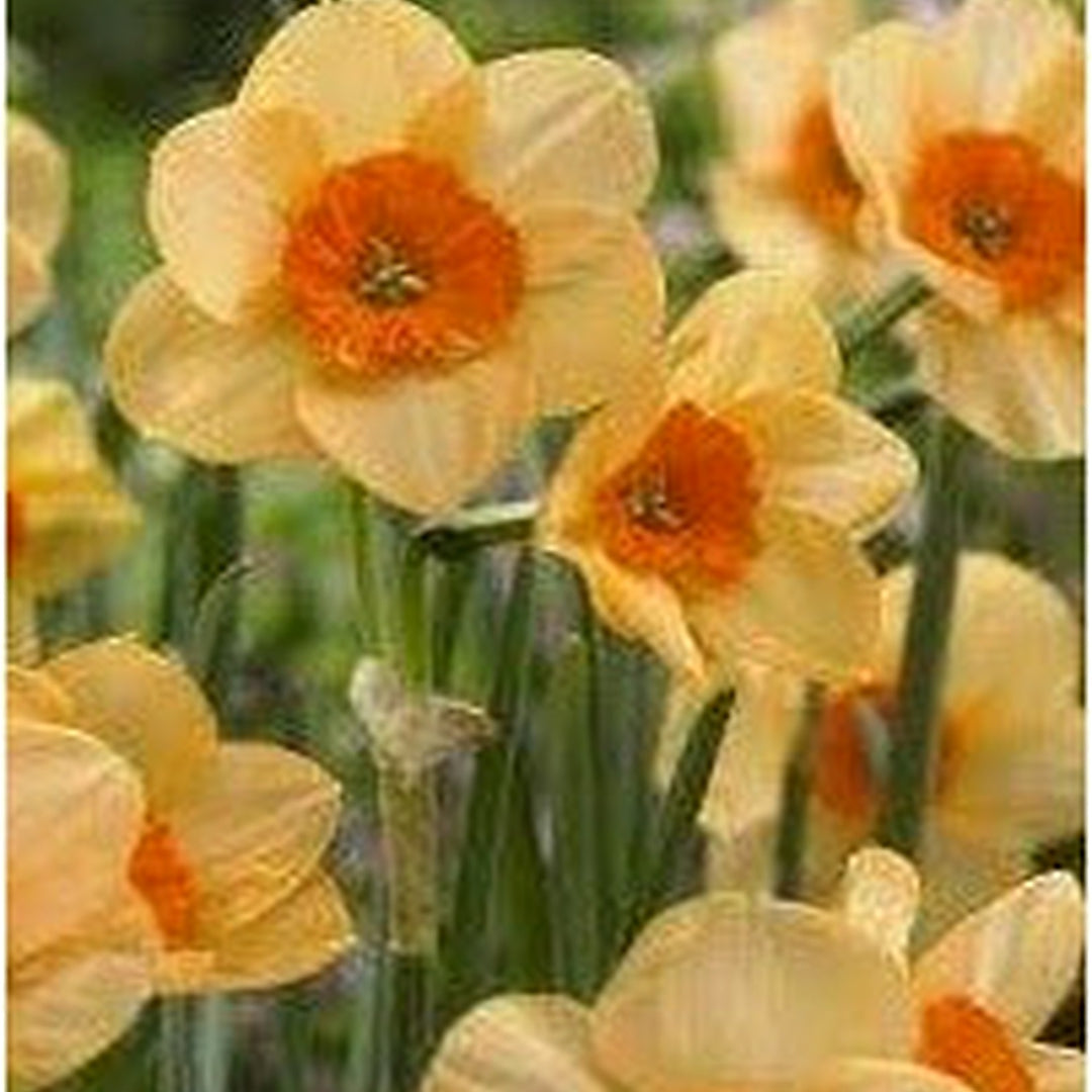 Heirloom Non-GMO Cream Narcissus Flower Seeds for Planting [neera-v5-64bc87d5c4a8f8bbfcea]