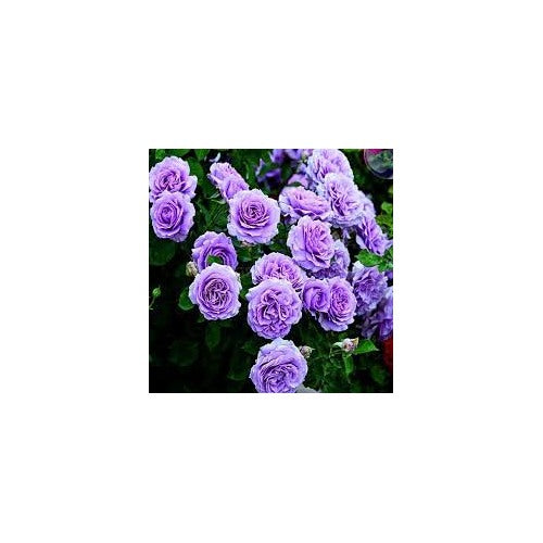 Heirloom Non-GMO Lavender Rose Flower Seeds for Planting [neera-v5-64d4b7bf982faa266c3c]