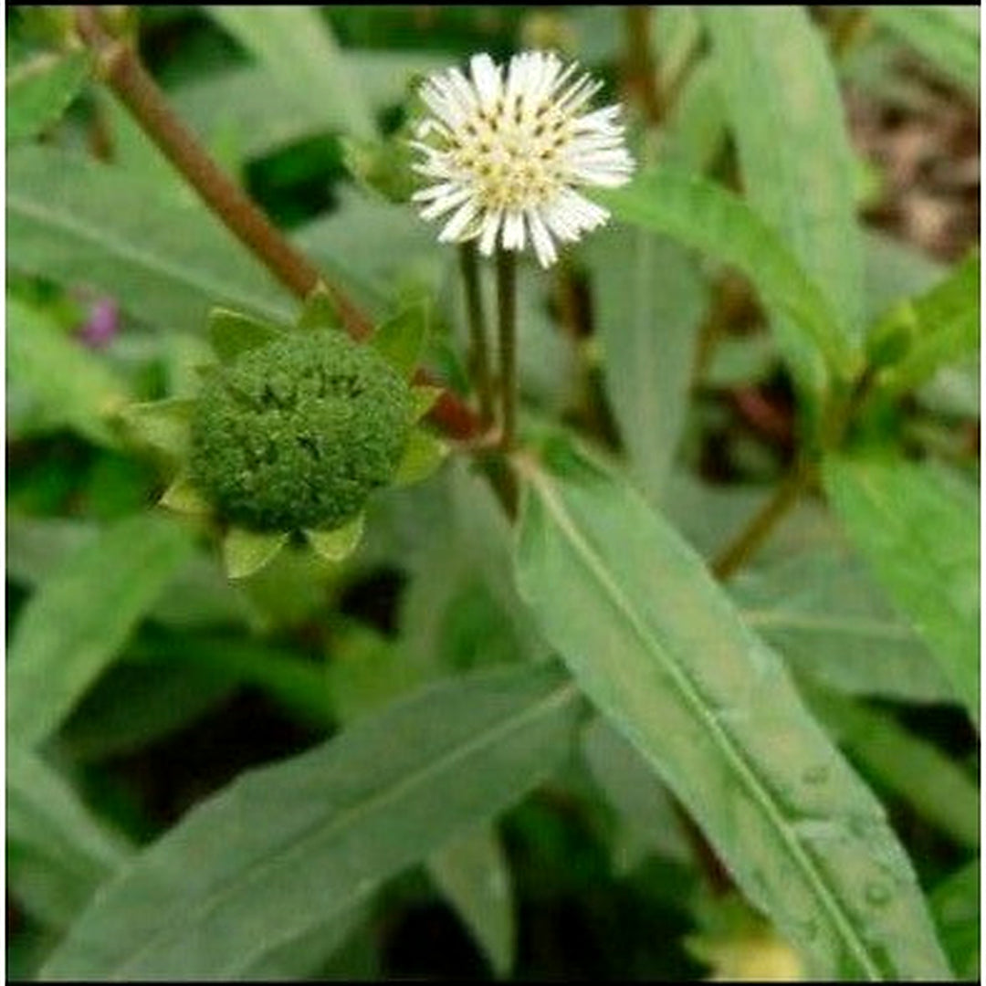 X False Daisy Co Muc Eclipta Alba Prostra Med Planting Yerba De Tajo Heirloom Non Gmo Flower [neera-v5-64daf90b3f893af40c4d]