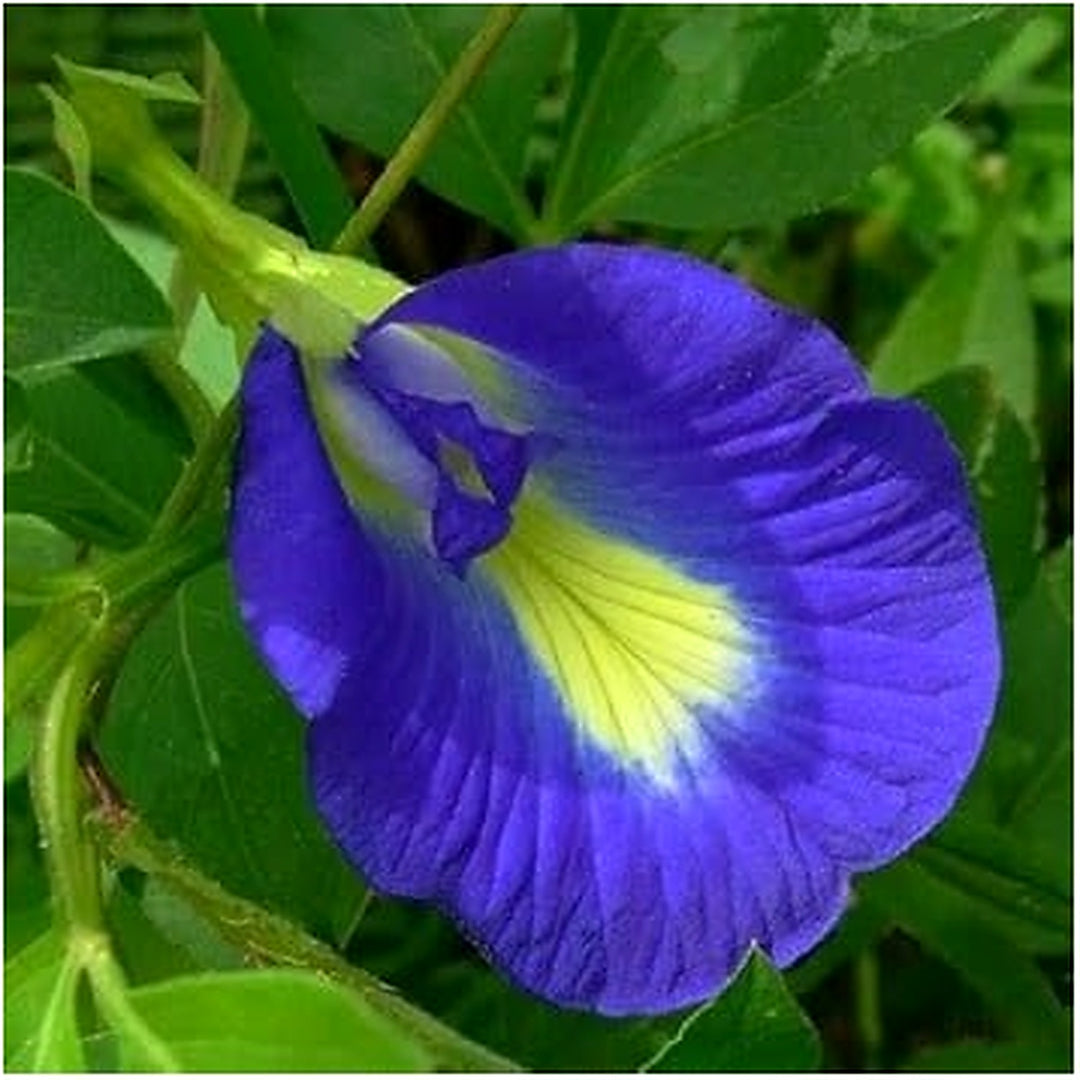 Heirloom Pinellia Flower Seeds, Non-GMO Unusual Shade-Loving Blooms for Garden Planting [neera-v5-64e165c6b9a7f379e8f8]