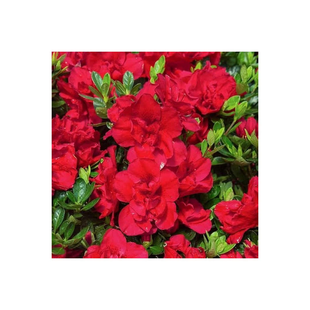 Azalea Rainbow Rhododendron Japanese Cherry Like Flower Flower Seeds for Home Garden Planting, [neera-v5-64e17238c3d4ca9e20e9]