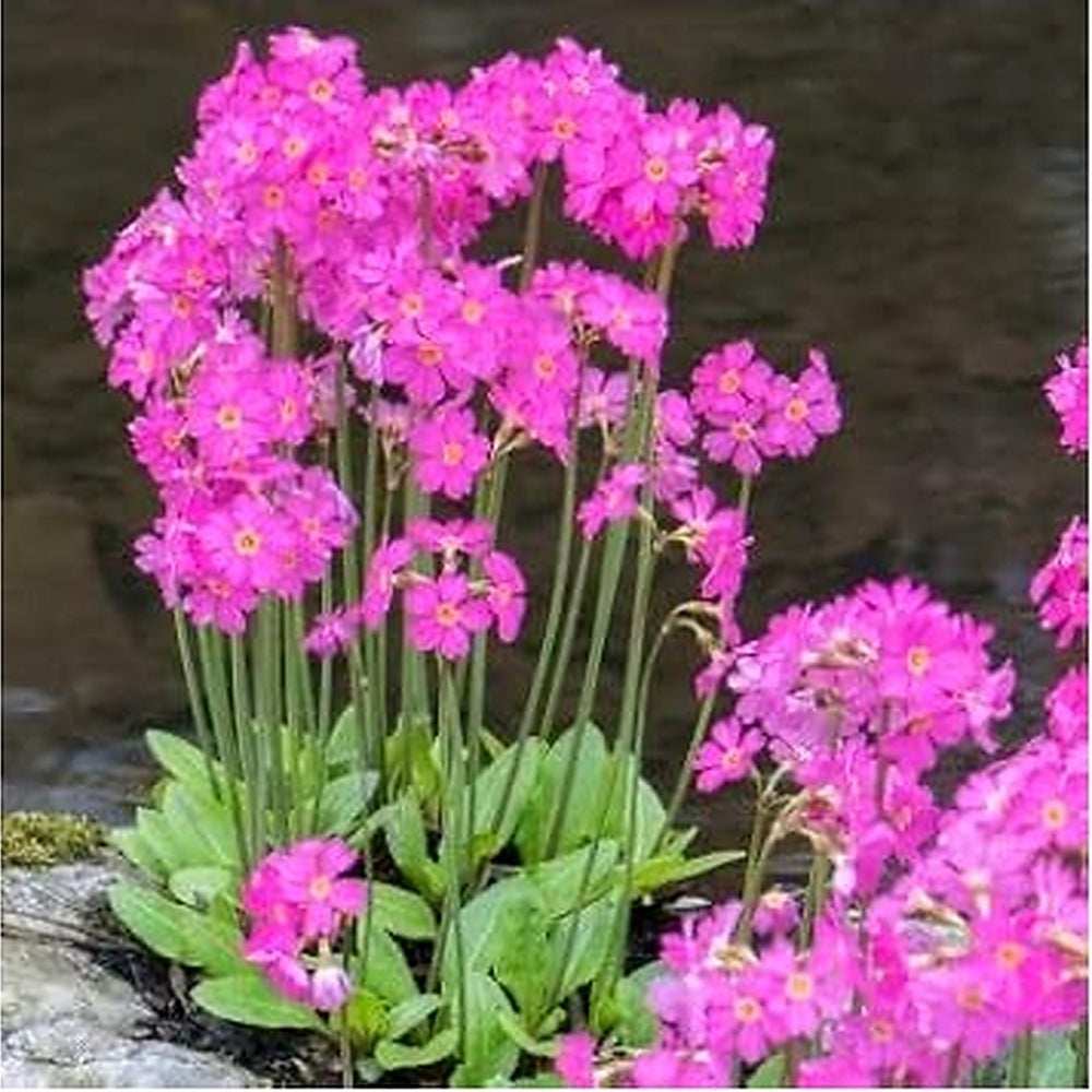 Pink Primrose Flower Seeds for Planting, 100 pcs [neera-v5-64eecccdbe1f4d3f86cd]