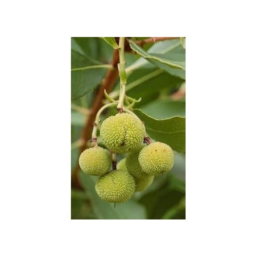 Arbutus unedo Strawberry Fruit Seeds [neera-v5-64f5c478cc2bbc0b5a2b]