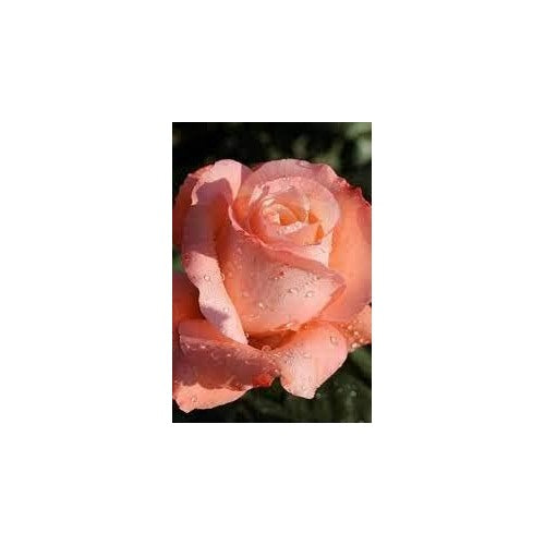 Peach Rose Flower Seeds for Planting [neera-v5-64fb3097266730bcb5df]