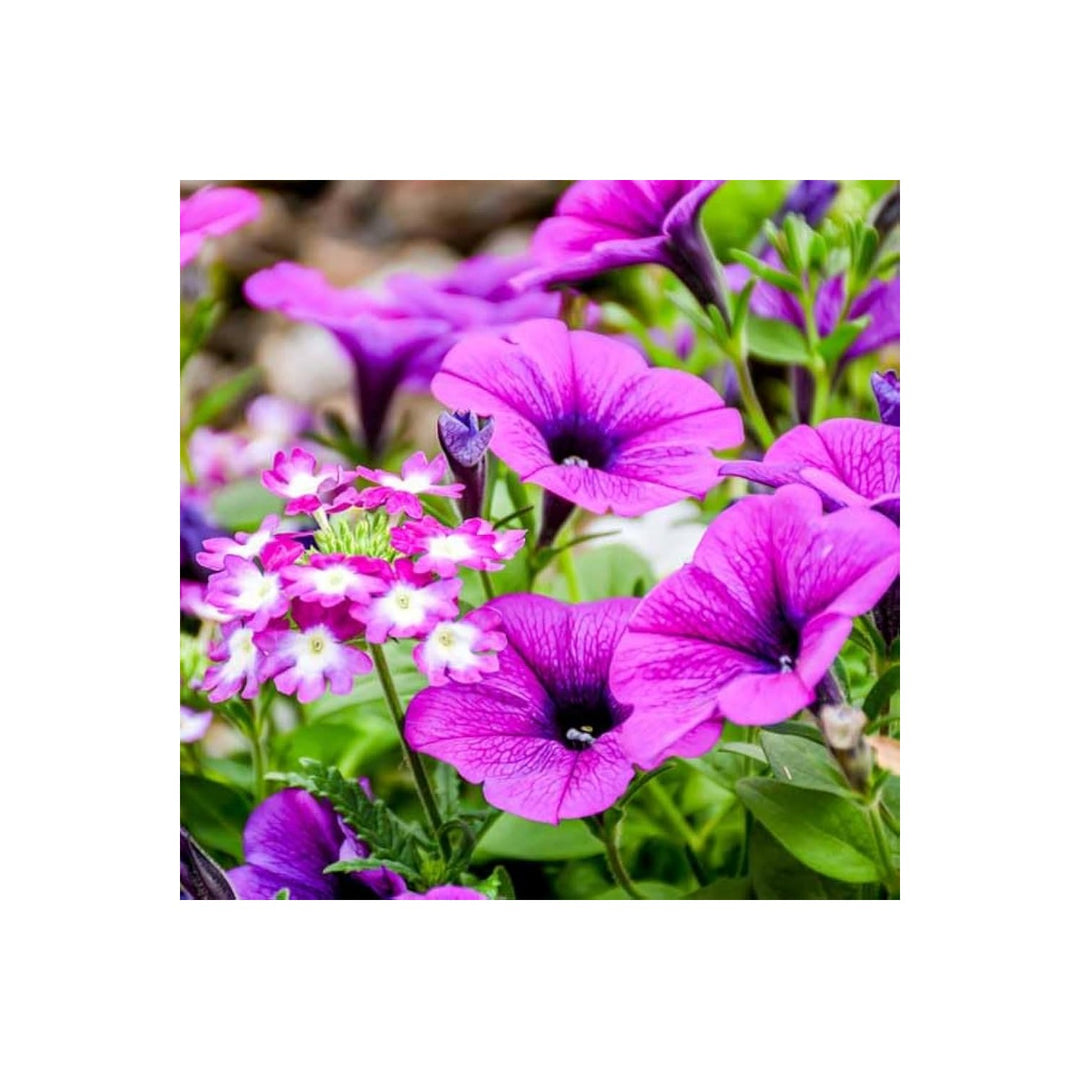 Petunia Shock Wave Rose Petunia Hybrida Annual Flower For Vibrant Bedding And Indoor Pots Flower [neera-v5-65121dc7e5c0c98a8707]