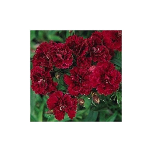 Burgundy Dianthus Flower Seeds for Planting [neera-v5-65316178c9c1a91aeb96]