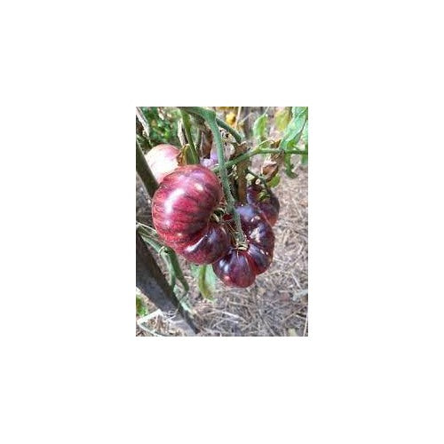 Brown Giant Tomato Seeds for Planting [neera-v5-653b72423b58ed21791c]
