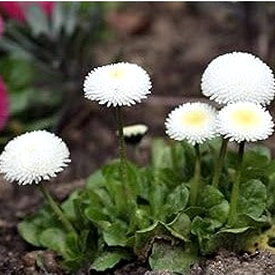 White Bellis Perennis Seeds for Planting [neera-v5-65400c6503728d65514b]