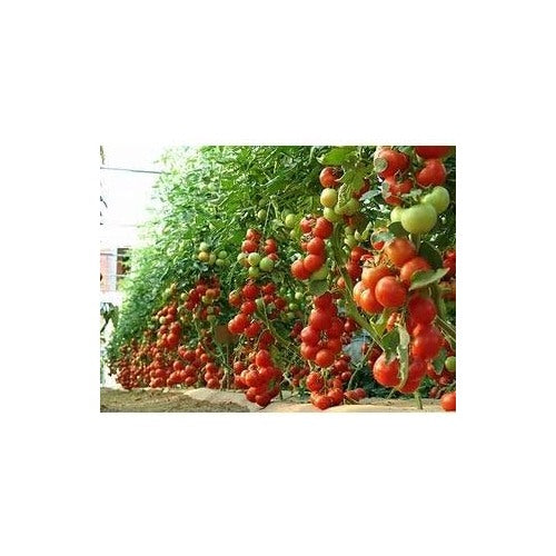 Red Tomato Seeds for Planting [neera-v5-6543be59f4f78ed092bd]