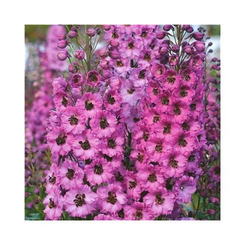Giant Delphinium Cultorum Flowering Plants Flower Seeds Home Garden Planting, Vibrant Organic [neera-v5-6547c14ad4d609d4a127]